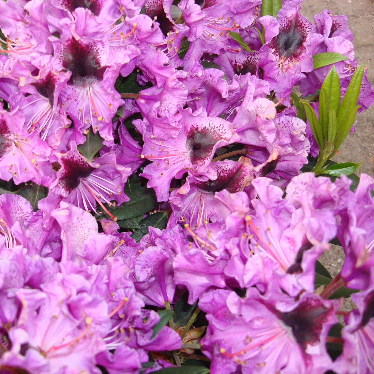 Rhododendron Hybride 'Blaue Jungs' - Image 2