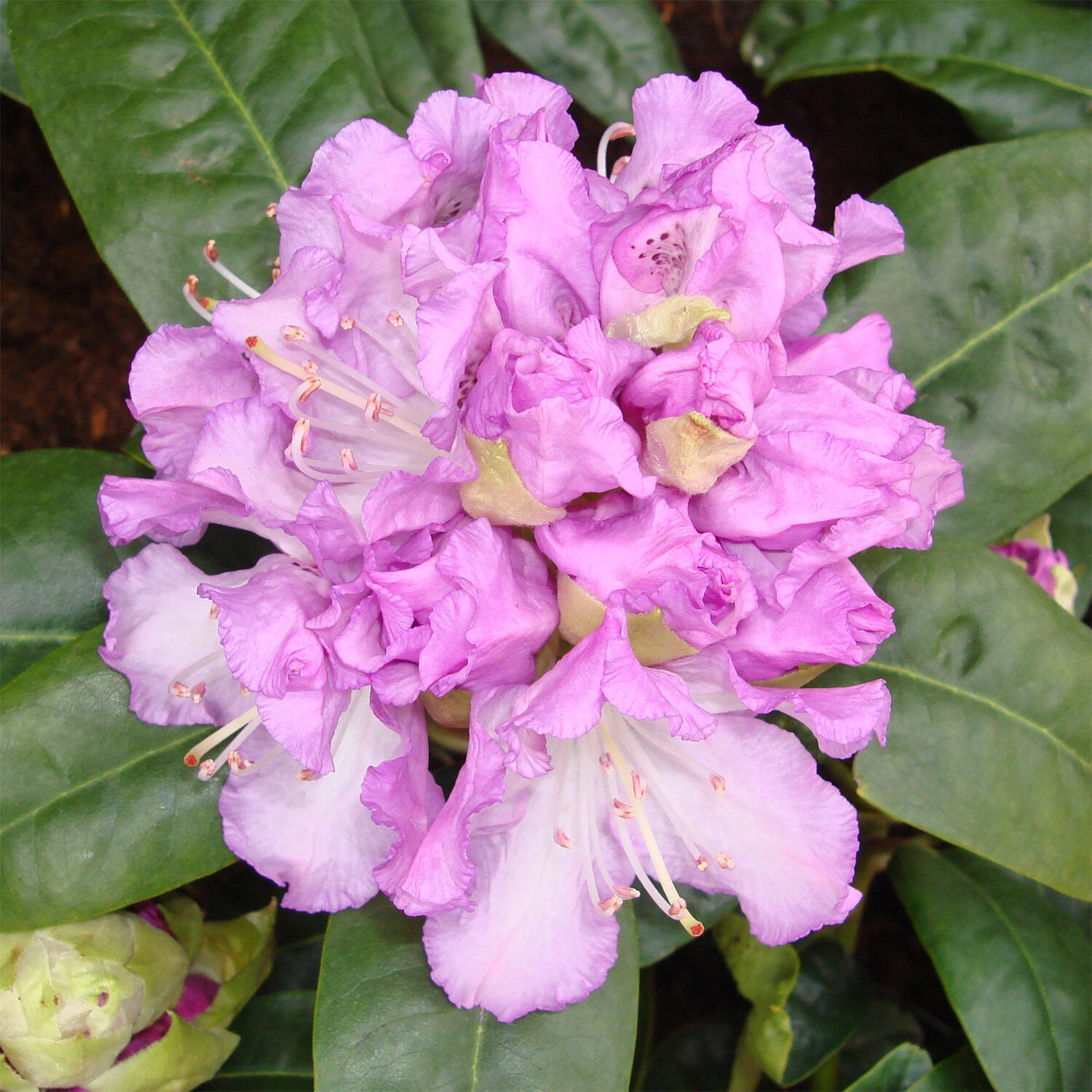Rhododendron Hybride 'Blue Peter'