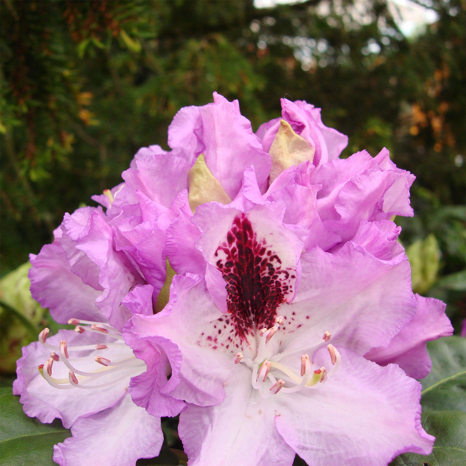 Rhododendron Hybride 'Blue Peter' - Image 2