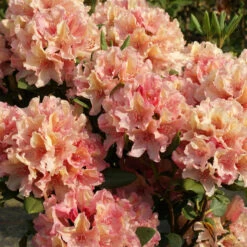 Rhododendron Hybride 'Brasilia'