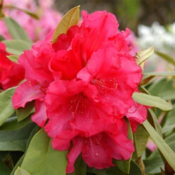 Rhododendron Hybride 'Britannia'
