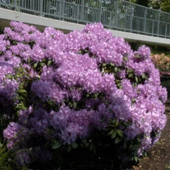 Rhododendron Hybride 'Catawb.Grandiflorum'