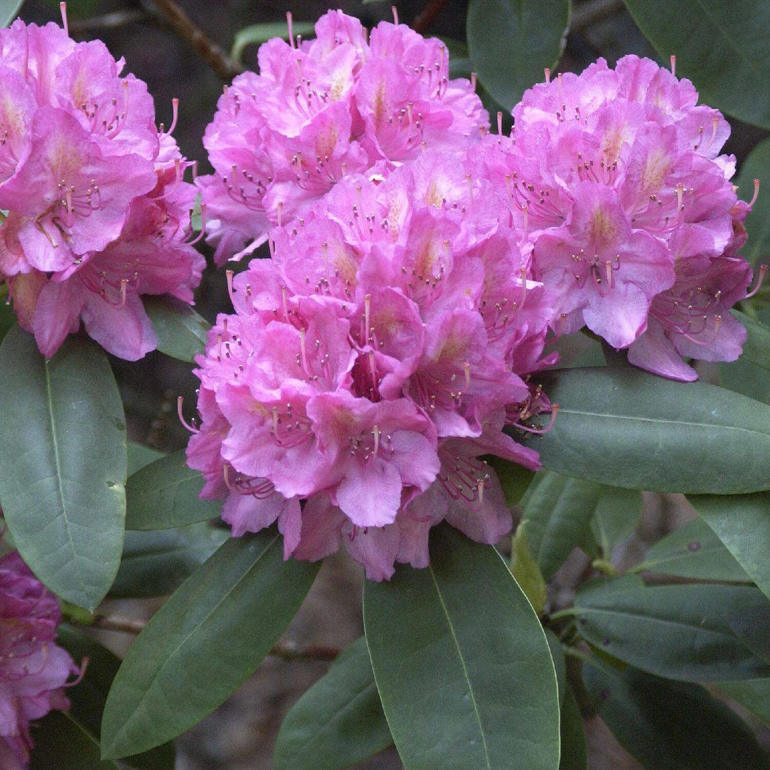 Rhododendron Hybride 'Catharine Van Tol'