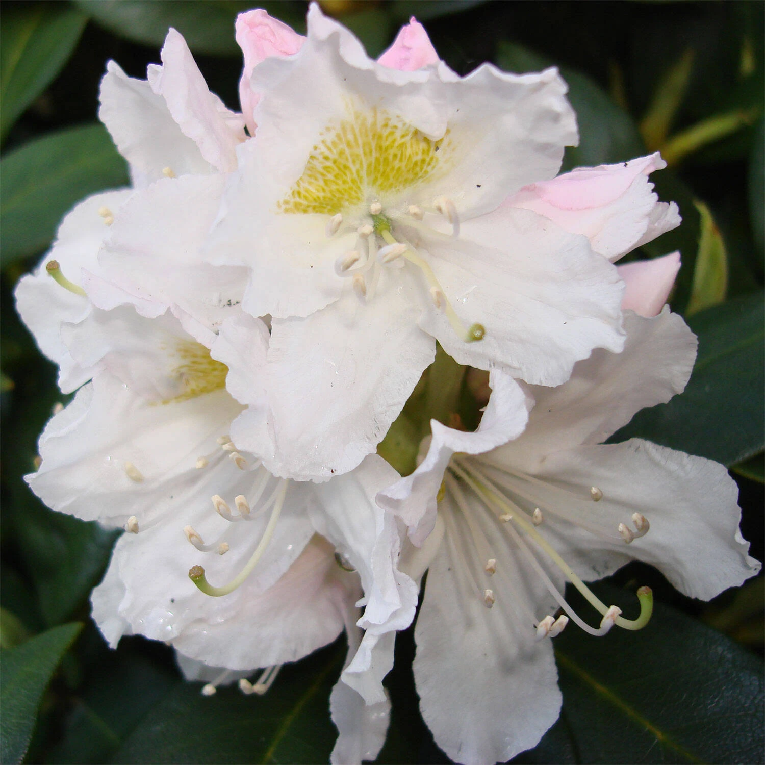 Rhododendron Hybride 'Cunningham's White'
