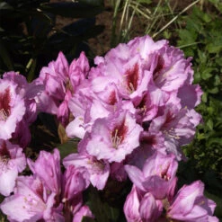 Rhododendron Hybride 'Diadem'