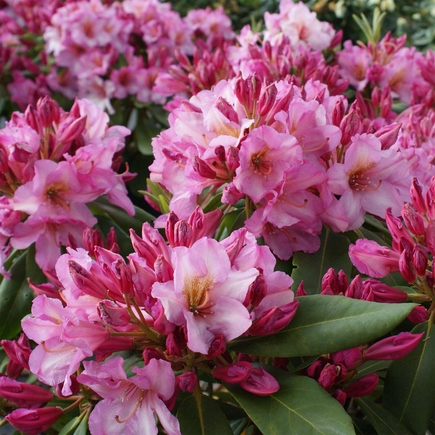 Rhododendron Hybride 'Duke Of York' - Image 2
