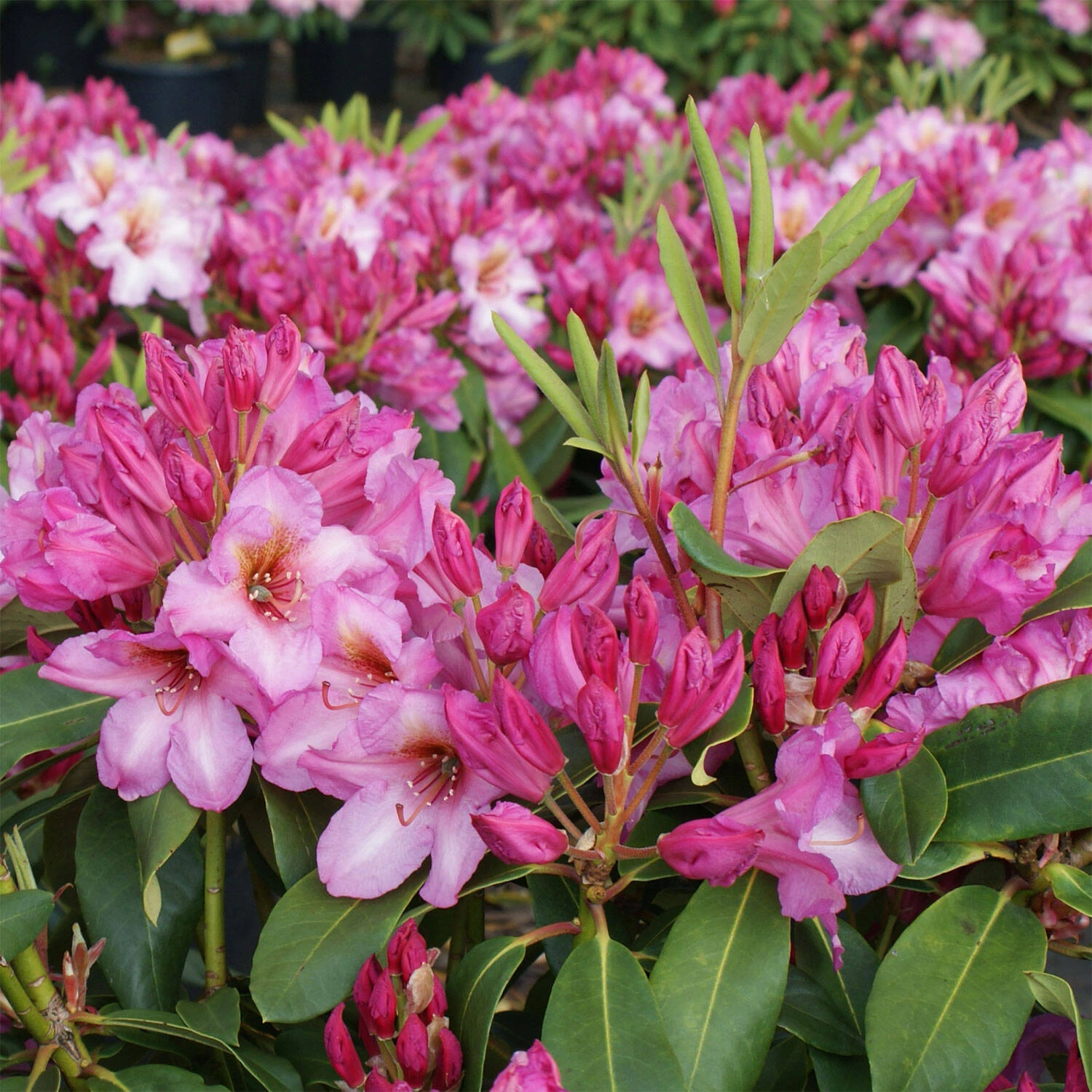Rhododendron Hybride 'Duke Of York' - Image 3