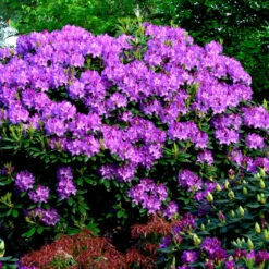Rhododendron Hybride 'Englisch Roseum'