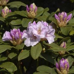Rhododendron Hybride 'Eskimo'