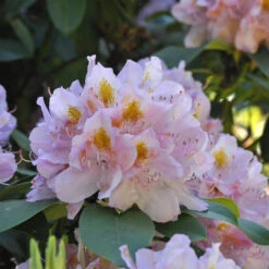 Rhododendron Hybride 'Genoveva'