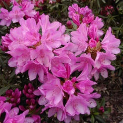 Rhododendron Hybride 'Graciella'