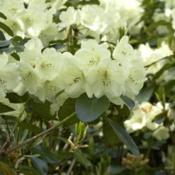 Rhododendron Hybride 'Graf Lennart'