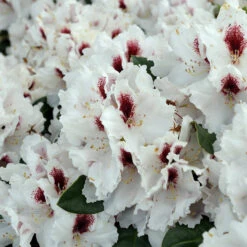 Rhododendron Hybride 'Hachmann´s Picobello'®
