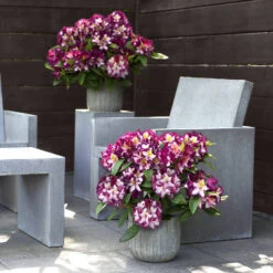 Rhododendron Hybride Happydendron® Pushy Purple®