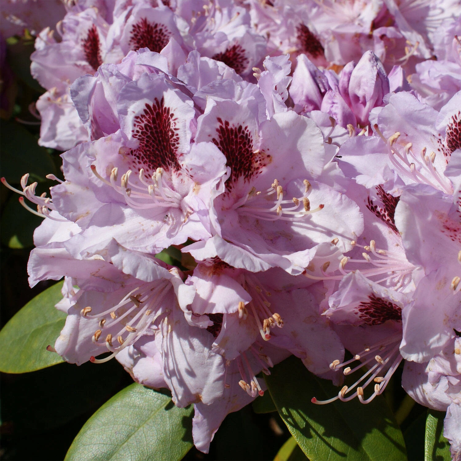 Rhododendron Hybride 'Humboldt'