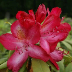 Rhododendron Hybride 'Junifeuer'
