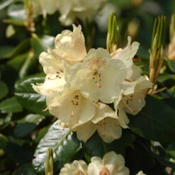 Rhododendron Hybride 'Marianne'
