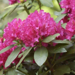 Rhododendron Hybride 'Mrs.P.den Ouden'