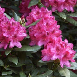 Rhododendron Hybride 'Nova Zembla'