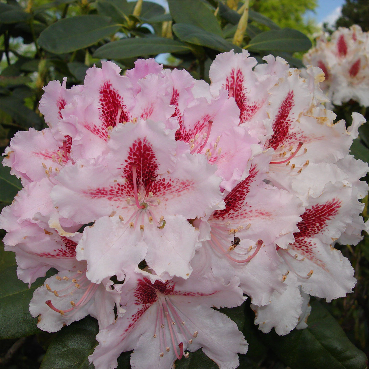 Rhododendron Hybride 'Progres'