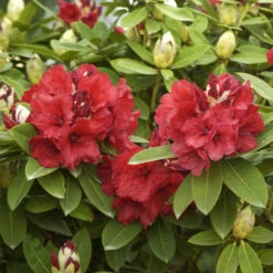 Rhododendron Hybride 'Red Jack'