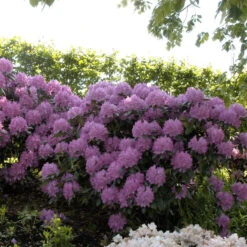 Rhododendron Hybride 'Roseum Elegans'
