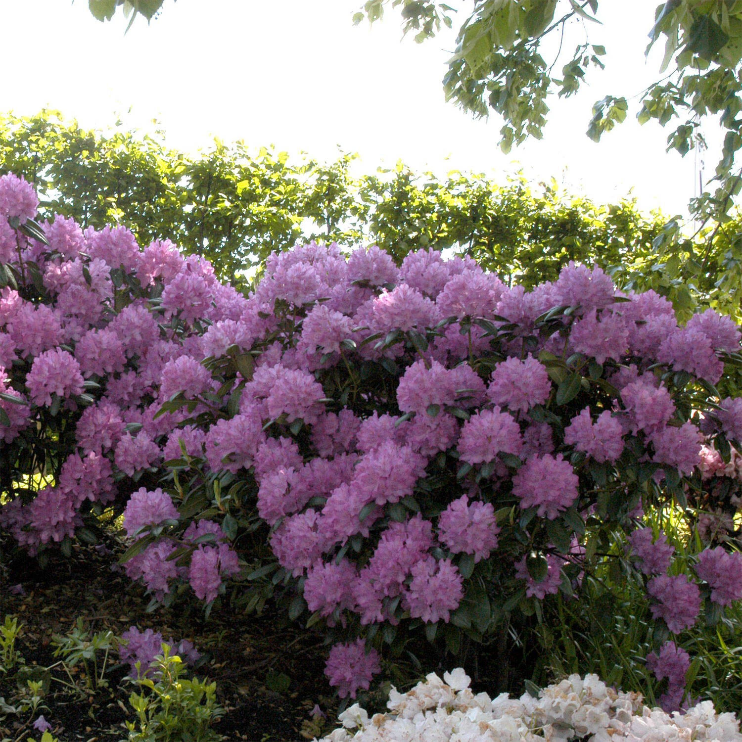 Rhododendron Hybride 'Roseum Elegans'