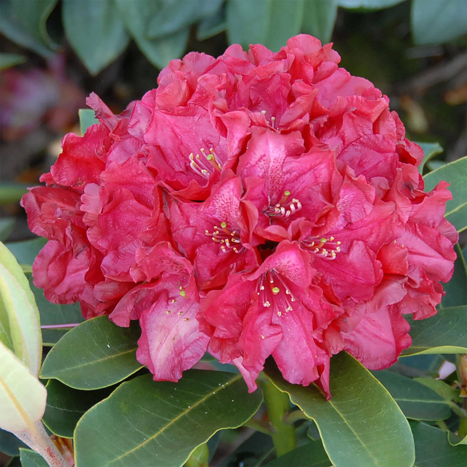 Rhododendron Hybride 'Roter Korsar'