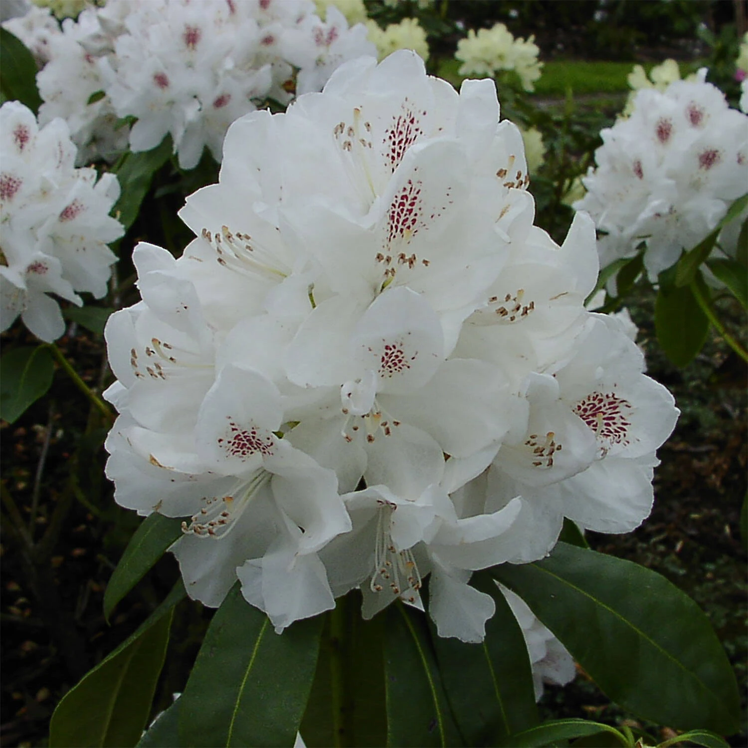 Rhododendron Hybride 'Schneebukett'