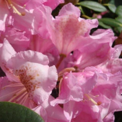Rhododendron Hybride 'Scintillation'