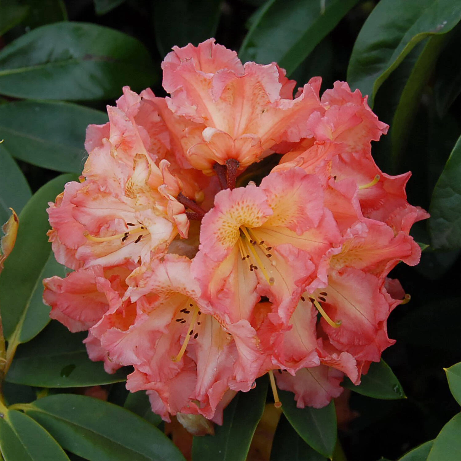 Rhododendron Hybride 'Sun Fire'