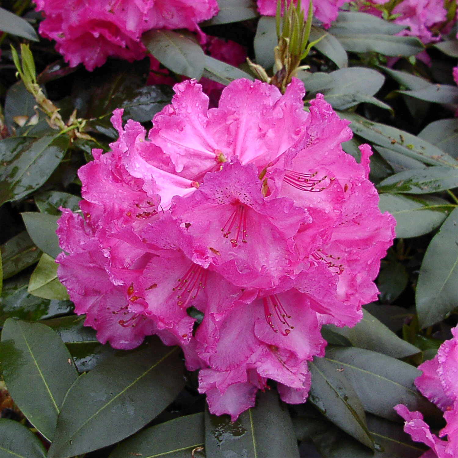 Rhododendron Hybride 'Walküre'®