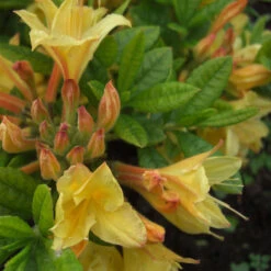 Rhododendron Luteum 'Arpege'
