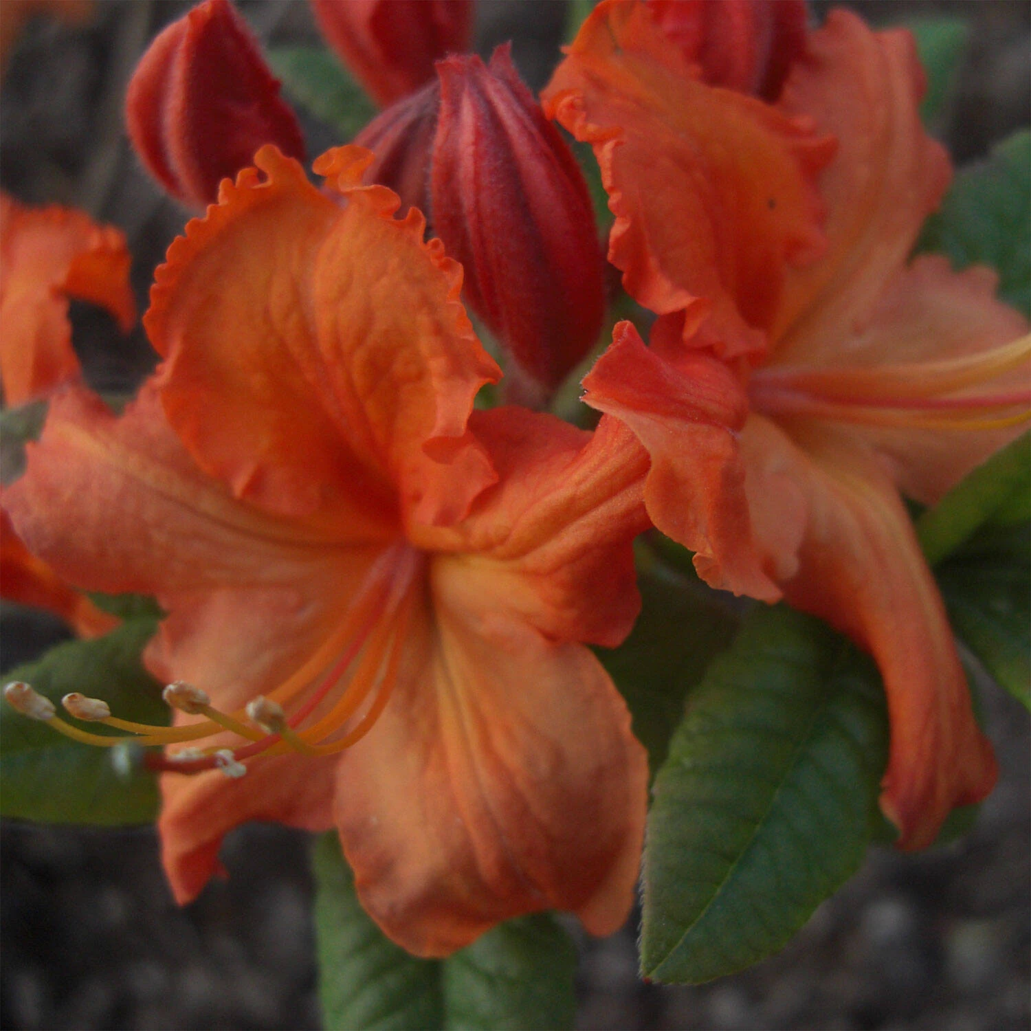Rhododendron Luteum 'Barselik'