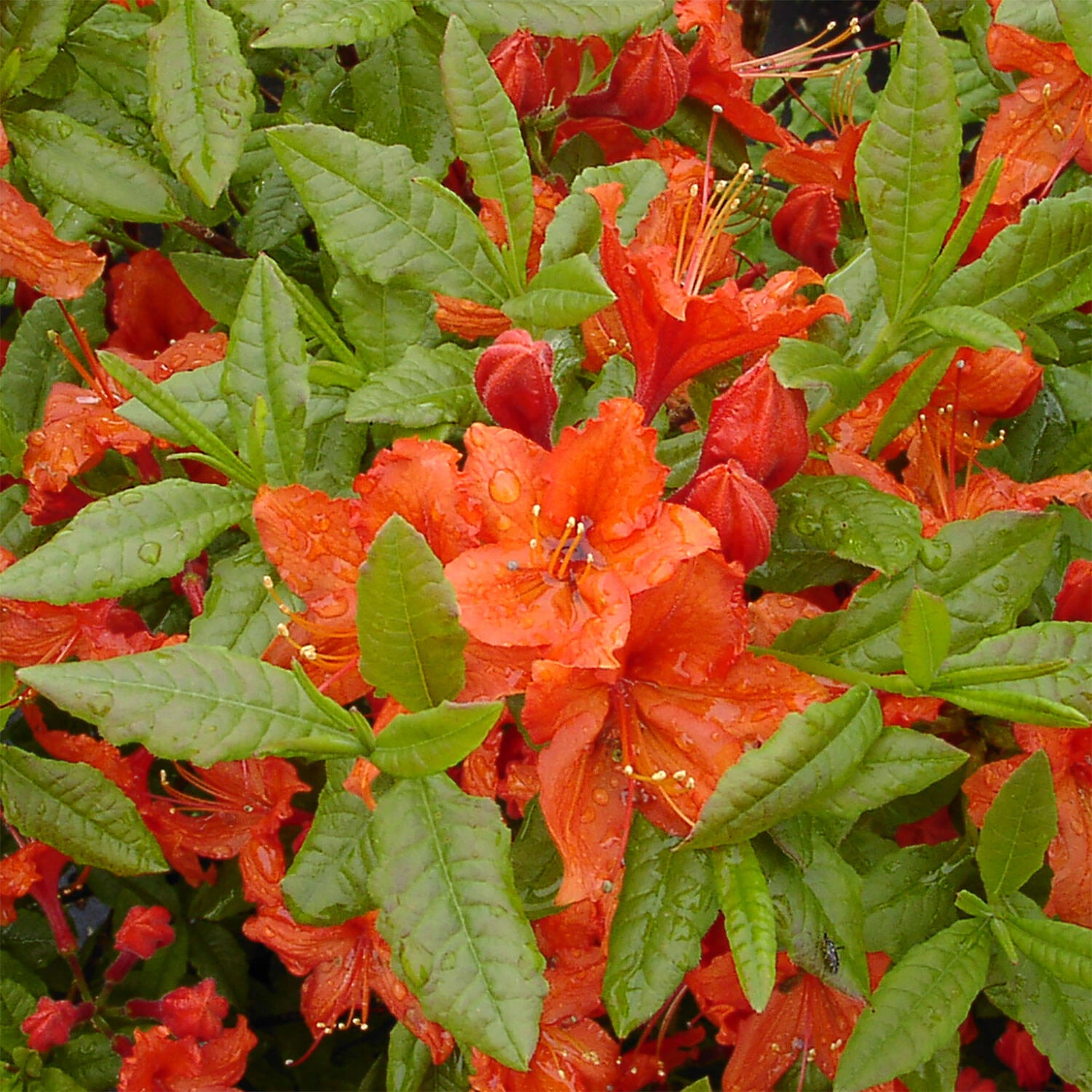 Rhododendron Luteum 'Barselik' - Image 2