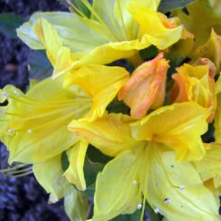 Rhododendron Luteum 'Goldpracht'