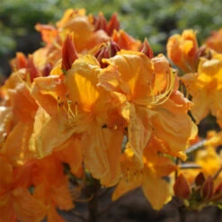 Rhododendron Luteum 'Klondyke'