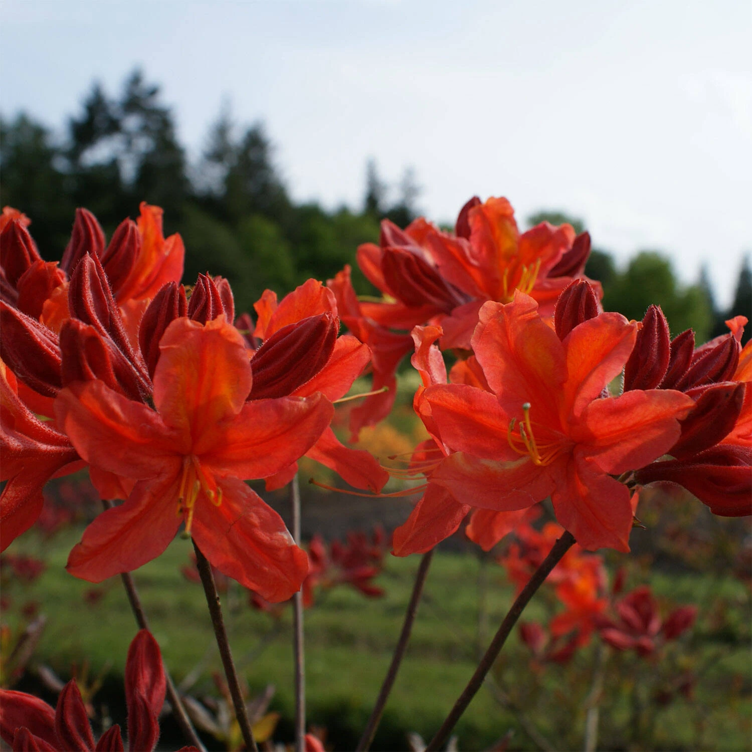 Rhododendron Luteum 'Sunny Boy' - Image 2
