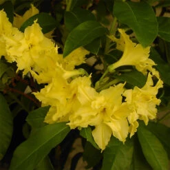 Rhododendron Luteum 'Yellow Pom Pom'