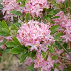 Rhododendron Viscosum 'Ribbon Candy'