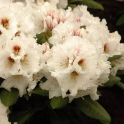 Rhododendron Yakushimanum 'Bohlken´s Snow Fire'®