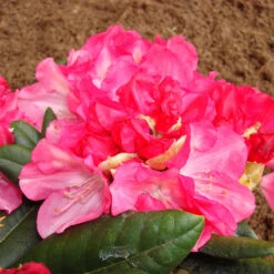 Rhododendron Yakushimanum 'Fantastica'