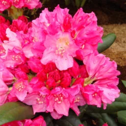 Rhododendron Yakushimanum 'Kalinka'