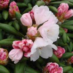 Rhododendron Yakushimanum 'Koichiro Wada'