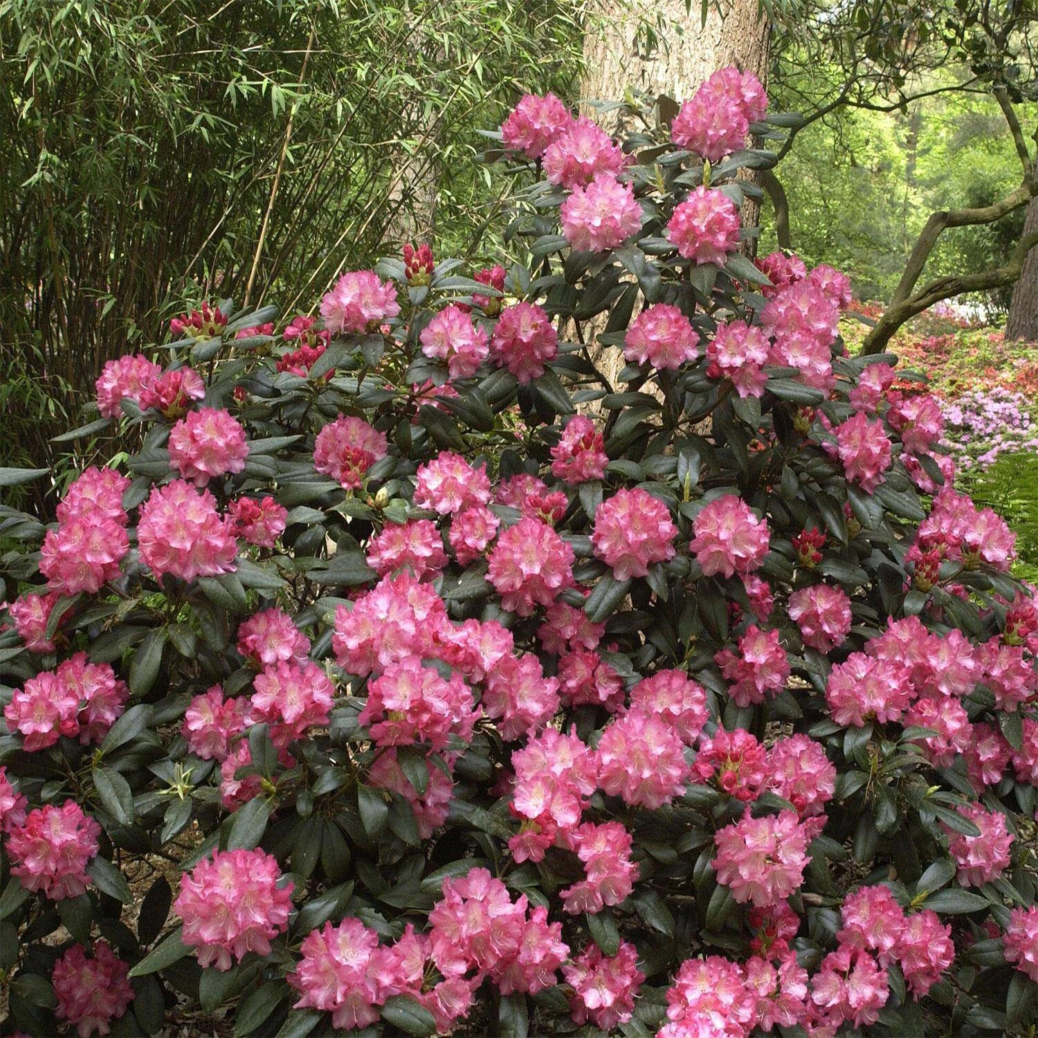 Rhododendron Yakushimanum 'Marlis'