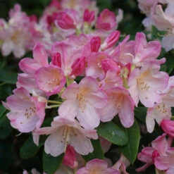 Rhododendron Yakushimanum 'Percy Wiseman'