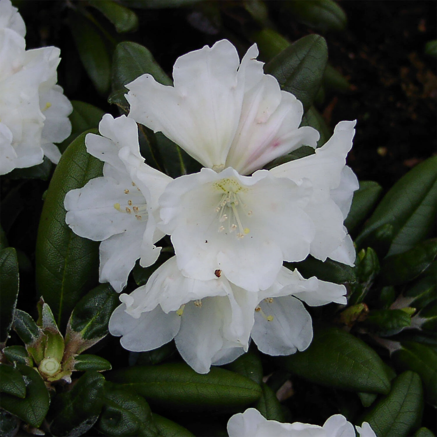 Rhododendron Yakushimanum 'Schneekissen'