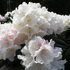 Rhododendron Yakushimanum 'Schneekrone'