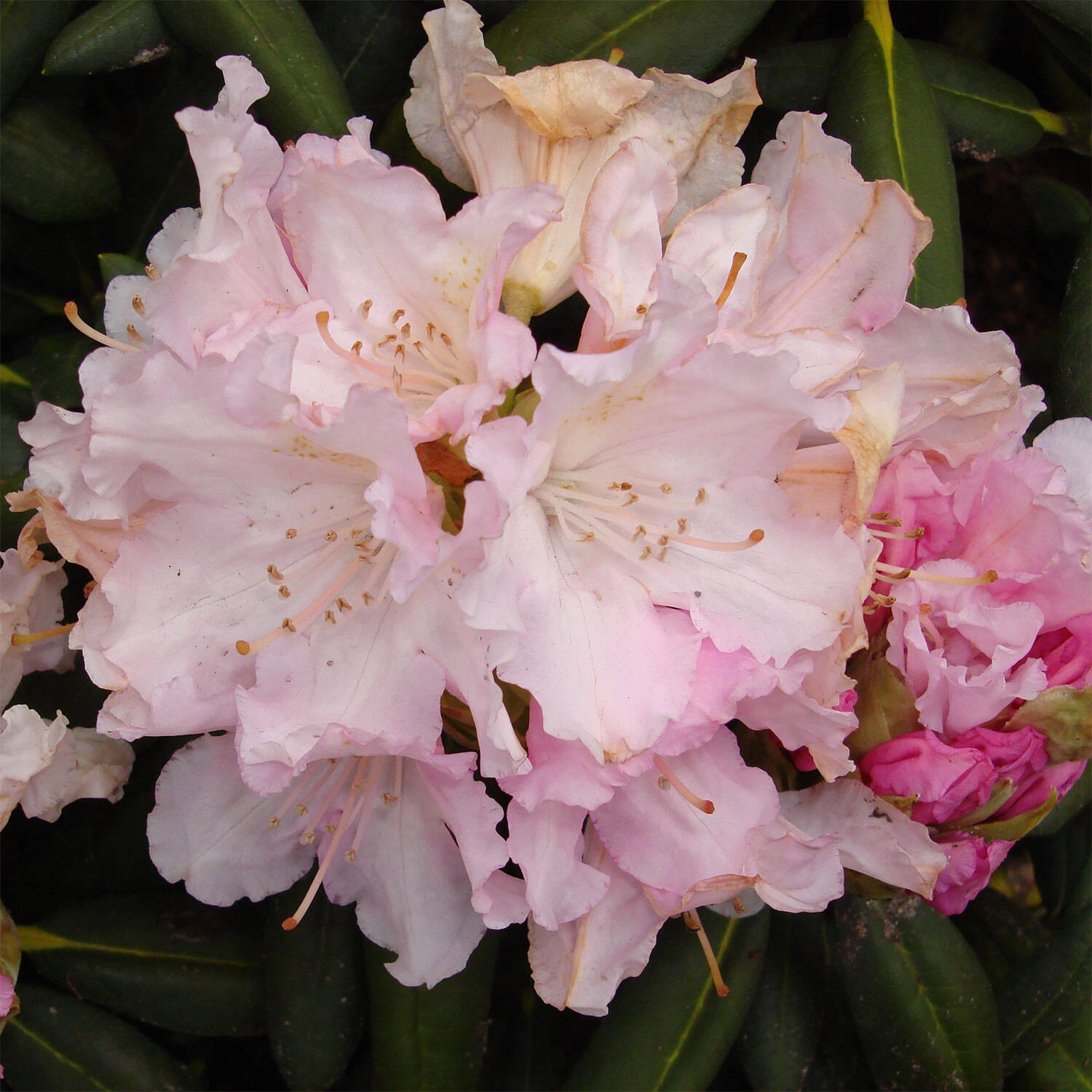 Rhododendron Yakushimanum 'Silberwolke' - Image 2