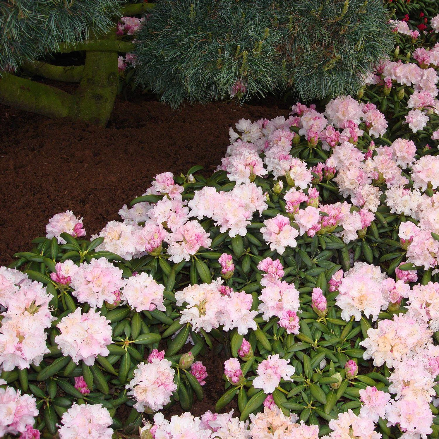 Rhododendron Yakushimanum 'Silberwolke' - Image 4